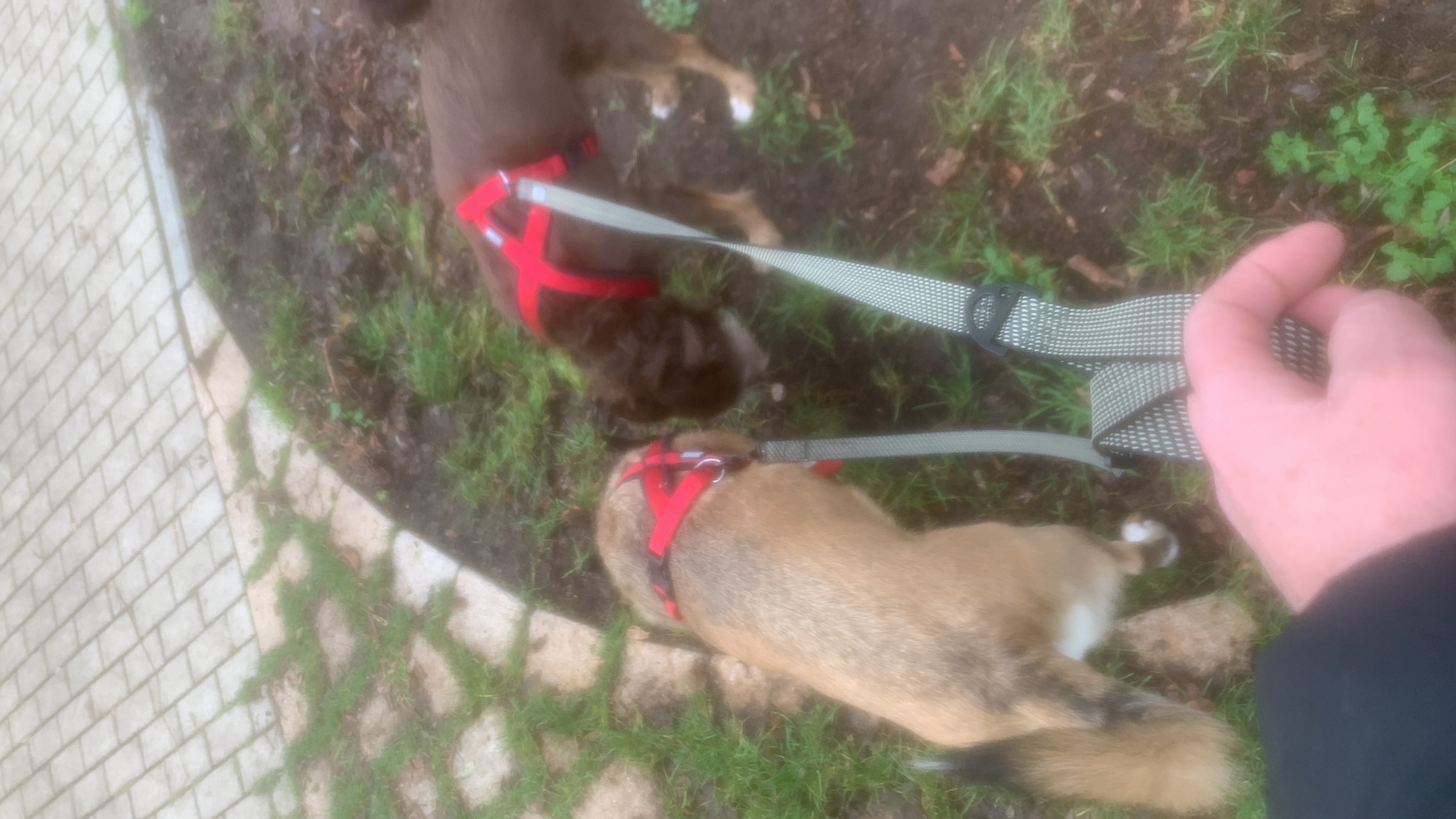 Flanny & Friends - Hundebetreuung, Gassi Service, Hundepension & mobiles Hundetraining